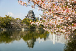 Japan_Sakura_2025 (74/79)